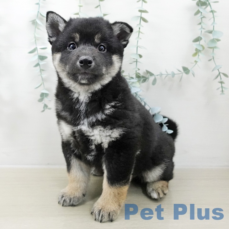 神奈川県の柴犬(標準サイズ) (ペットプラス 川崎ルフロン店/2025年10月10日生まれ/男の子/黒)の子犬の2枚目の画像