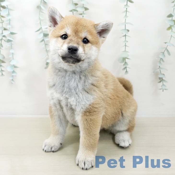 福島県の柴犬(標準サイズ) (ペットプラス 福島店/2025年10月10日生まれ/男の子/赤)の子犬の1枚目の画像