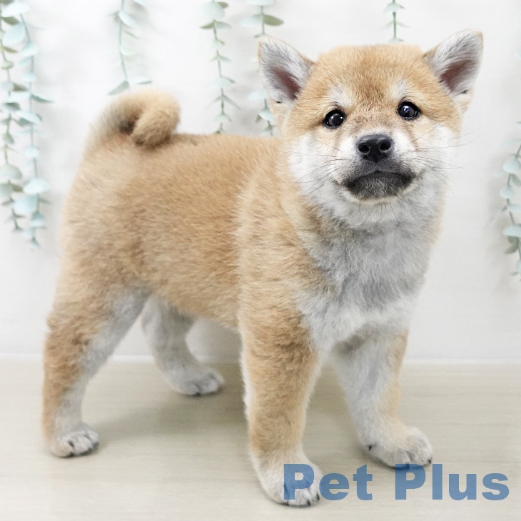 福島県の柴犬(標準サイズ) (ペットプラス 福島店/2025年10月10日生まれ/男の子/赤)の子犬の2枚目の画像