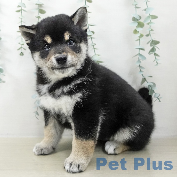 岩手県の柴犬(標準サイズ) (ペットプラス 盛岡南店/2025年10月10日生まれ/男の子/黒)の子犬の1枚目の画像