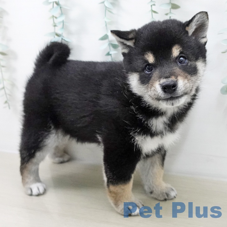 岩手県の柴犬(標準サイズ) (ペットプラス 盛岡南店/2025年10月10日生まれ/男の子/黒)の子犬の2枚目の画像