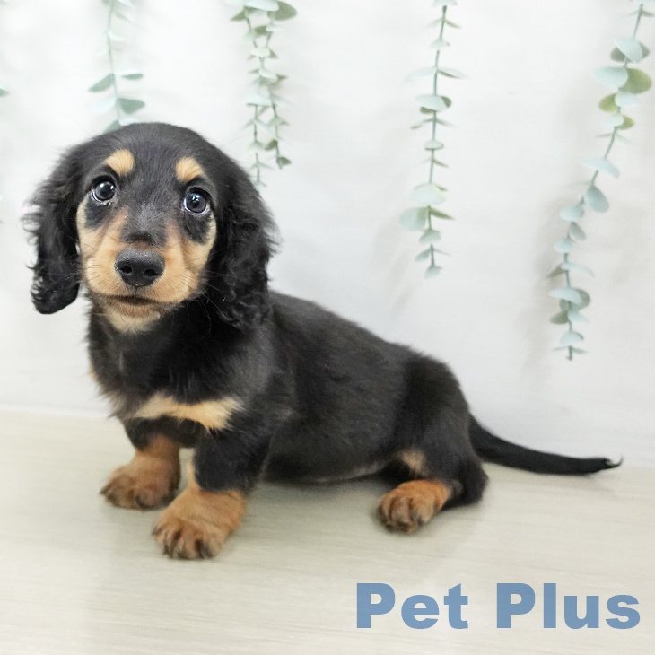 福島県のミニチュアダックスフンド(ロング) (ペットプラス イオンタウン郡山店/2025年10月5日生まれ/男の子/ブラックタン)の子犬の1枚目の画像