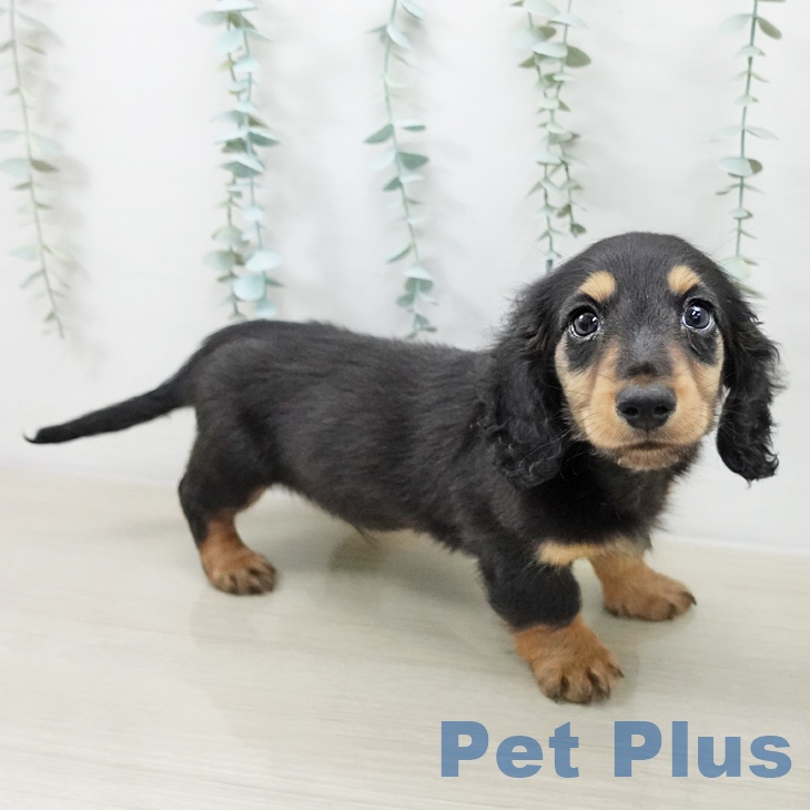 福島県のミニチュアダックスフンド(ロング) (ペットプラス イオンタウン郡山店/2025年10月5日生まれ/男の子/ブラックタン)の子犬の2枚目の画像