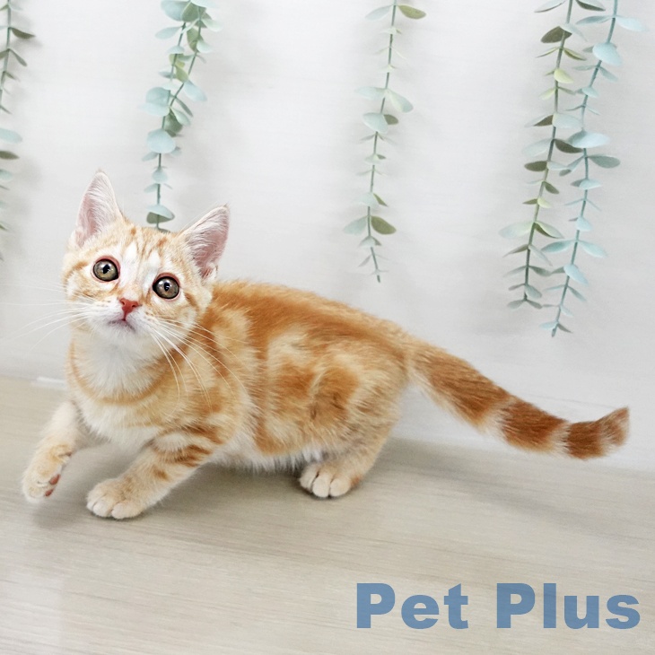 アメリカンショートヘア