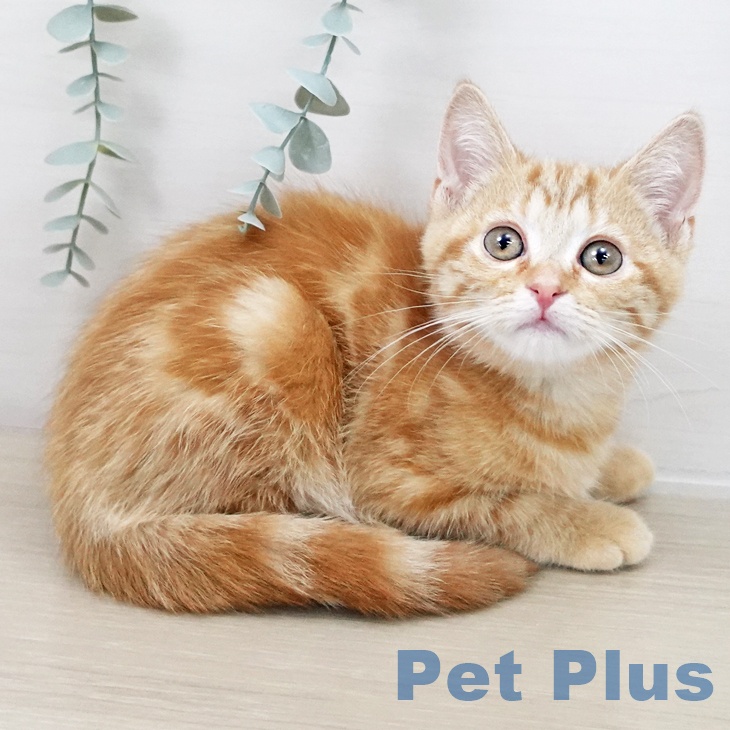 茨城県のアメリカンショートヘアー (ペットプラス つくば店/2025年10月1日生まれ/女の子/レッドタビー)の子猫