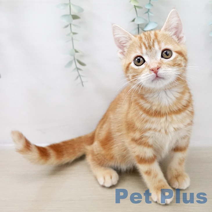 埼玉県のアメリカンショートヘアー (ペットプラス ピオニウォーク東松山店/2025年10月5日生まれ/女の子/レッドタビー)の子猫の1枚目の画像