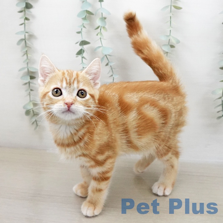 埼玉県のアメリカンショートヘアー (ペットプラス ピオニウォーク東松山店/2025年10月5日生まれ/女の子/レッドタビー)の子猫の2枚目の画像