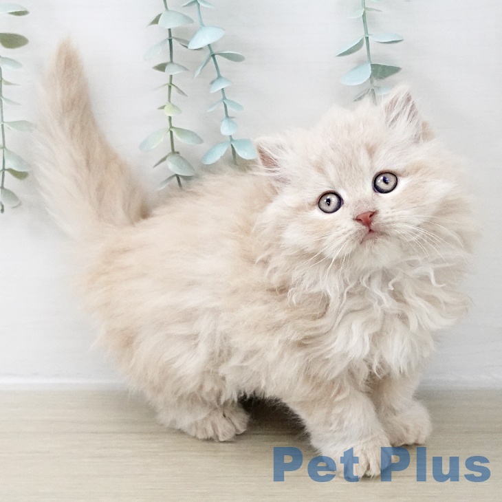 茨城県のミヌエット (ペッツワン 古河店/2025年10月10日生まれ/男の子/クリームタビー)の子猫の1枚目の画像