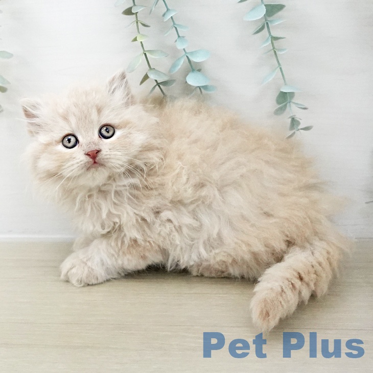 茨城県のミヌエット (ペッツワン 古河店/2025年10月10日生まれ/男の子/クリームタビー)の子猫の2枚目の画像