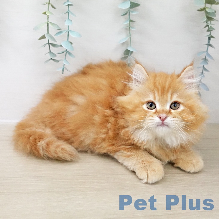 千葉県のサイベリアン (ペッツワン 千葉ニュータウン店/2025年10月1日生まれ/男の子/レッドタビー)の子猫の1枚目の画像