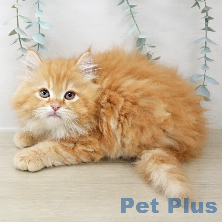 千葉県のサイベリアン (ペッツワン 千葉ニュータウン店/2025年10月1日生まれ/男の子/レッドタビー)の子猫の2枚目の画像