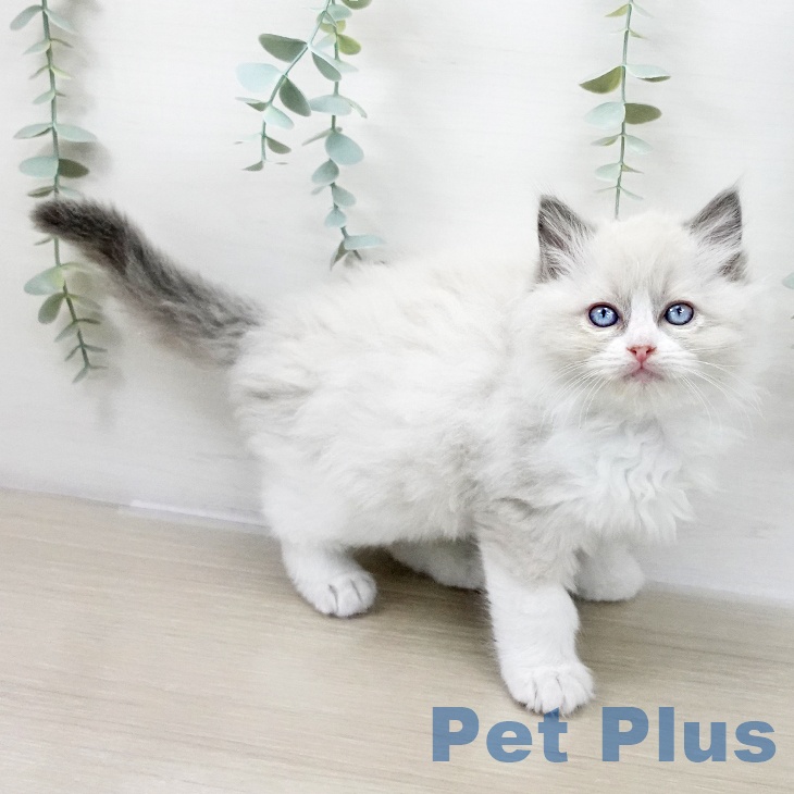 ラグドールの写真2