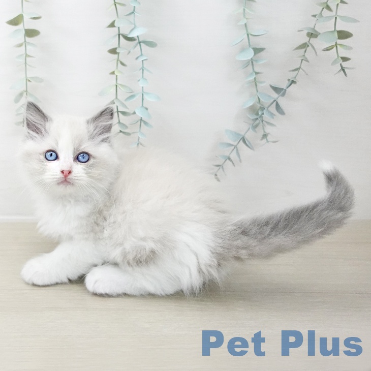 千葉県のラグドール (ペットプラス 船橋店/2025年10月9日生まれ/男の子/ブルーポイントバイカラー)の子猫の1枚目の画像