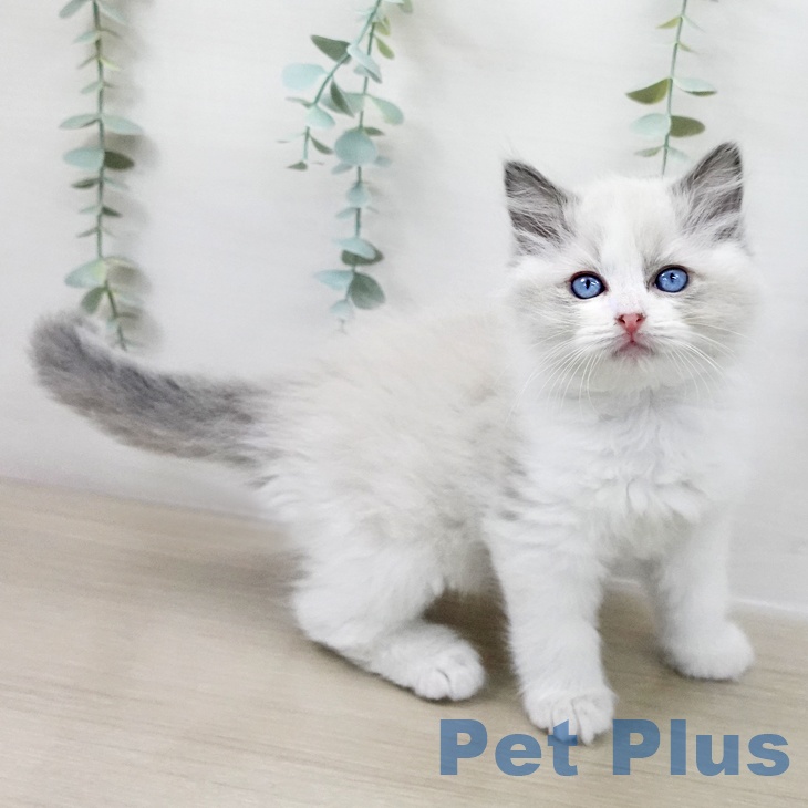 千葉県のラグドール (ペットプラス 船橋店/2025年10月9日生まれ/男の子/ブルーポイントバイカラー)の子猫の2枚目の画像