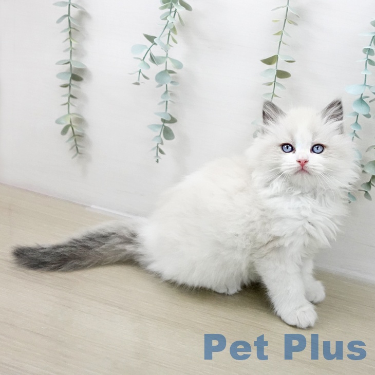 千葉県のラグドール (ペットプラス 幕張新都心店/2025年10月9日生まれ/女の子/ブルーポイントバイカラー)の子猫の2枚目の画像