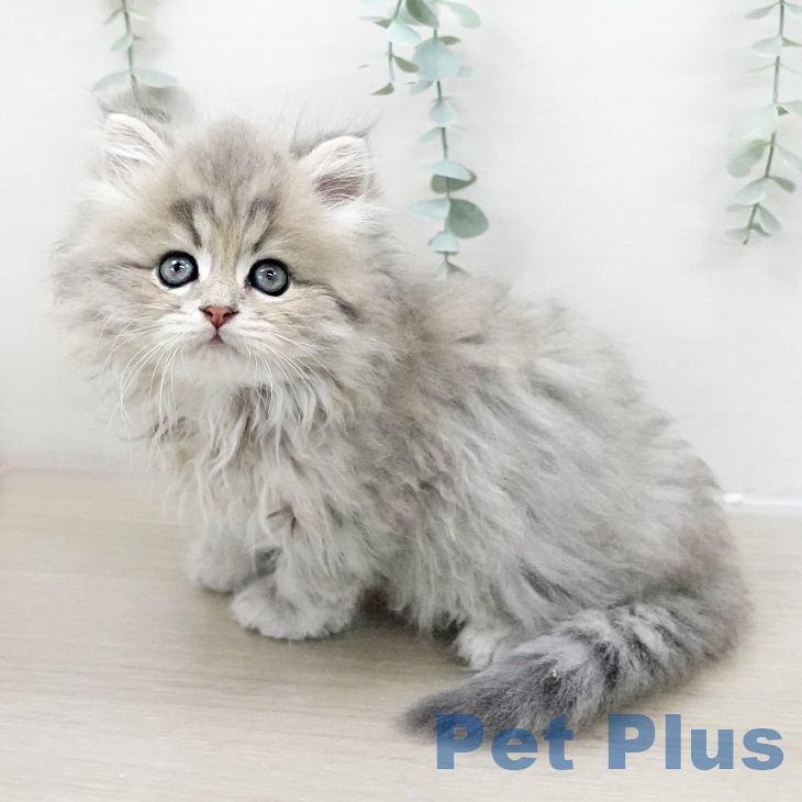 スコティッシュフォールド