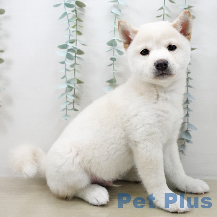 千葉県の柴犬(標準サイズ) (ペットプラス 八千代緑が丘店/2025年10月10日生まれ/男の子/淡赤)の子犬の1枚目の画像