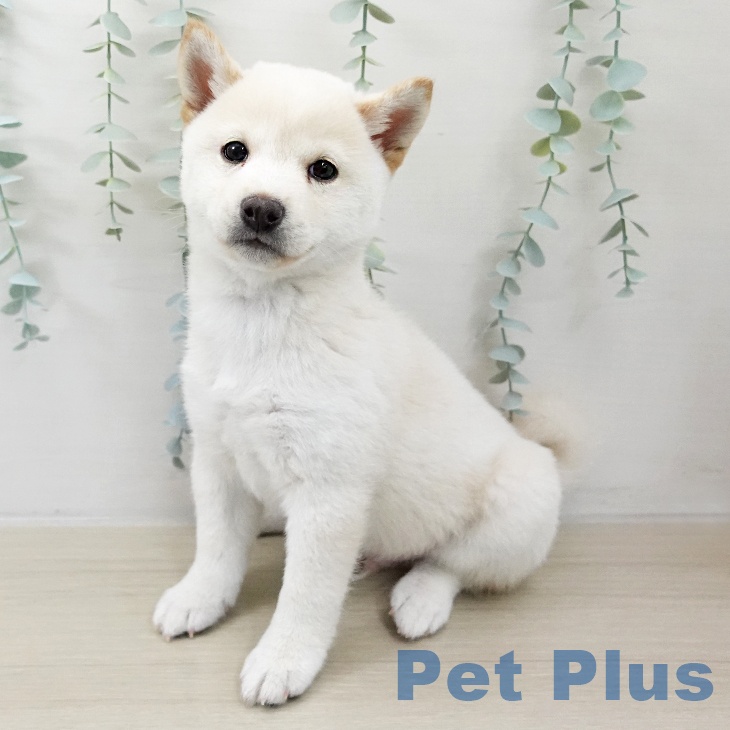 千葉県の柴犬(標準サイズ) (ペットプラス 八千代緑が丘店/2025年10月10日生まれ/男の子/淡赤)の子犬の2枚目の画像