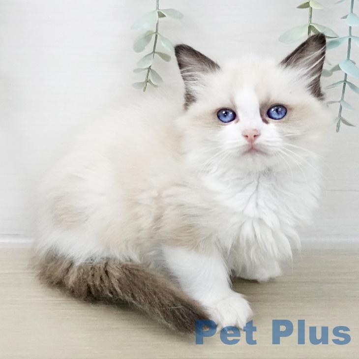 福島県のラグドール (ペットプラス 福島店/2025年10月9日生まれ/女の子/シールポイントバイカラー)の子猫の1枚目の画像