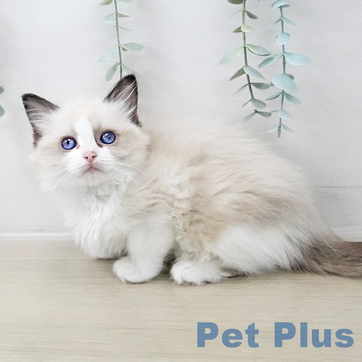 福島県のラグドール (ペットプラス 福島店/2025年10月9日生まれ/女の子/シールポイントバイカラー)の子猫の2枚目の画像