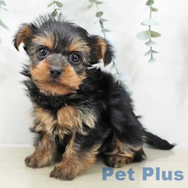 神奈川県のヨークシャーテリア (ペットプラス アミーゴ藤沢店/2025年10月10日生まれ/男の子/スチールブルータン)の子犬の1枚目の画像