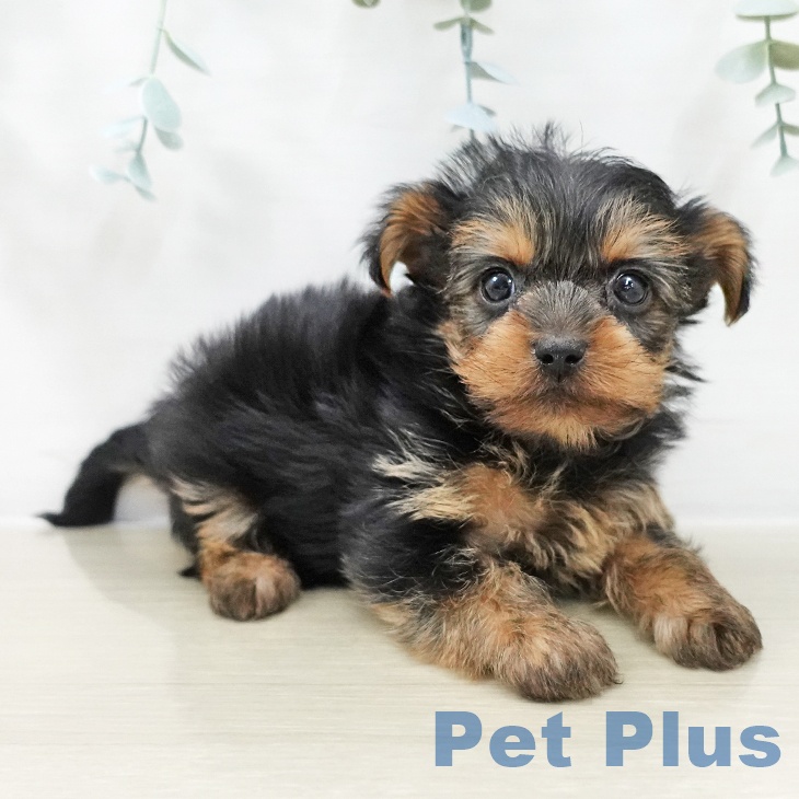 神奈川県のヨークシャーテリア (ペットプラス アミーゴ藤沢店/2025年10月10日生まれ/男の子/スチールブルータン)の子犬の2枚目の画像
