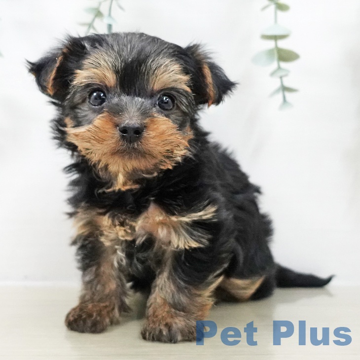 青森県のヨークシャーテリア (ペットプラス 青森浜田店/2025年10月10日生まれ/男の子/スチールブルータン)の子犬の1枚目の画像