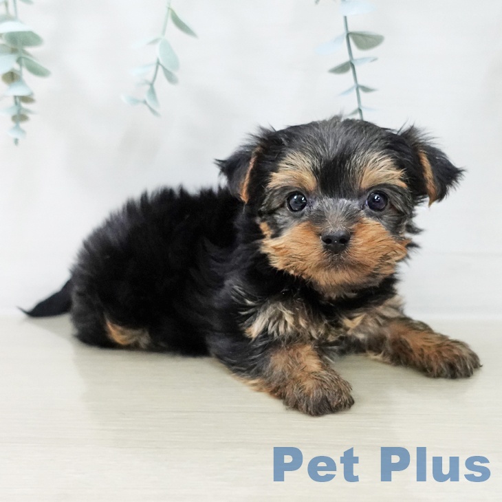 青森県のヨークシャーテリア (ペットプラス 青森浜田店/2025年10月10日生まれ/男の子/スチールブルータン)の子犬の2枚目の画像