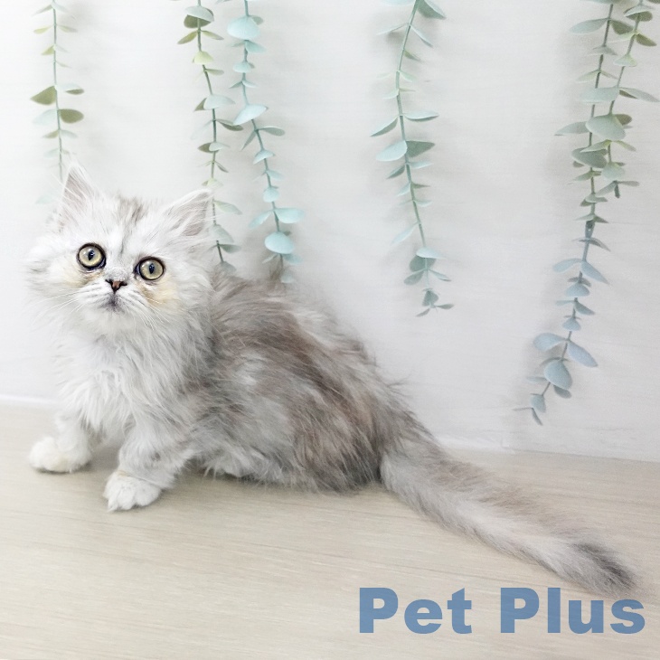 長野県のミヌエット (ペットプラス 須坂店/2025年10月6日生まれ/女の子/シルバーパッチドタビー)の子猫の1枚目の画像