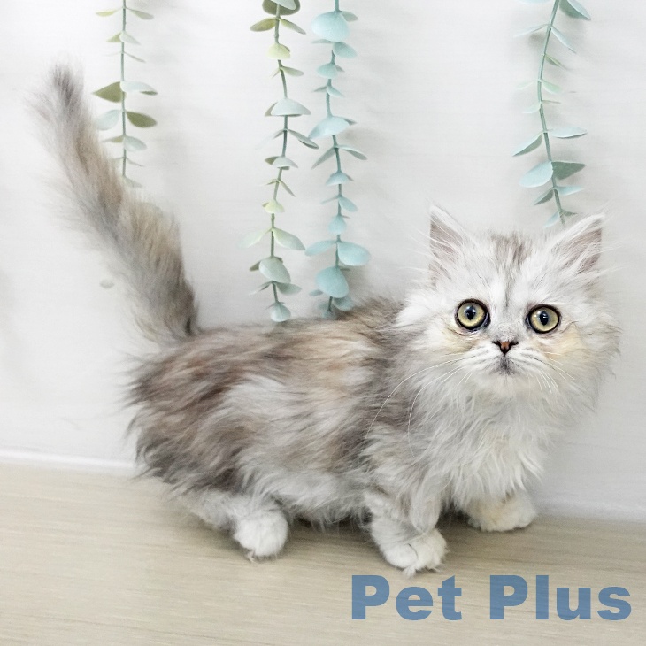 長野県のミヌエット (ペットプラス 須坂店/2025年10月6日生まれ/女の子/シルバーパッチドタビー)の子猫の2枚目の画像