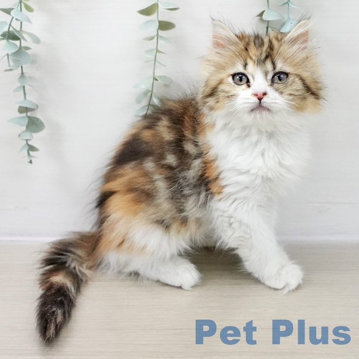 神奈川県のミヌエット (ペットプラス 湘南平塚店/2025年10月6日生まれ/女の子/ブラウンパッチドタビーホワイト)の子猫の1枚目の画像