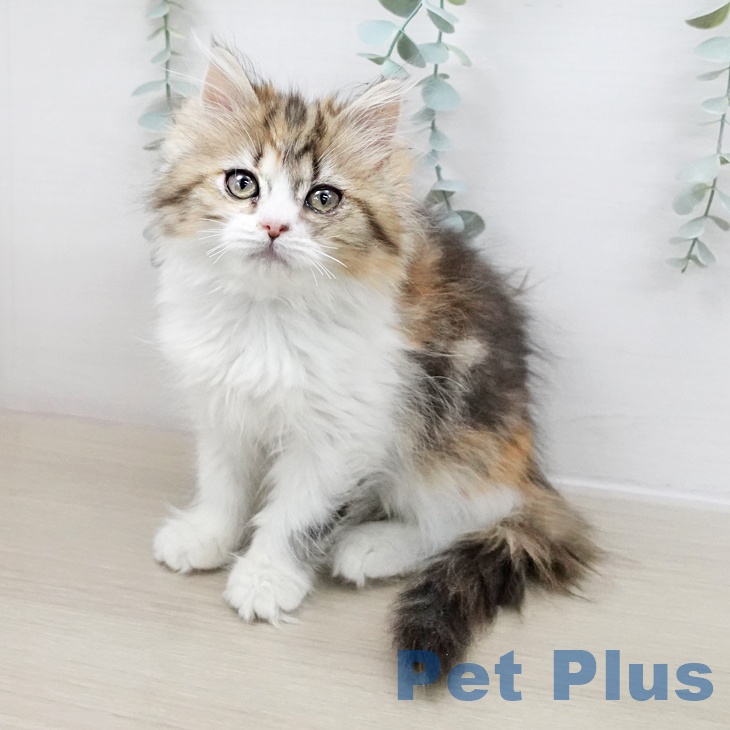神奈川県のミヌエット (ペットプラス 湘南平塚店/2025年10月6日生まれ/女の子/ブラウンパッチドタビーホワイト)の子猫の2枚目の画像