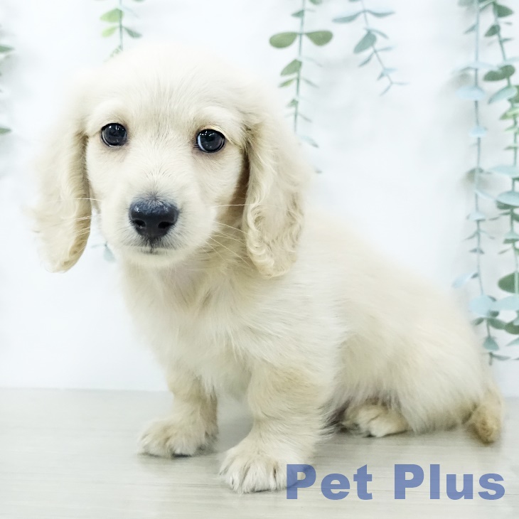 神奈川県のミニチュアダックスフンド(ロング) (ペットプラス 湘南平塚店/2025年10月11日生まれ/男の子/イエロー)の子犬の1枚目の画像