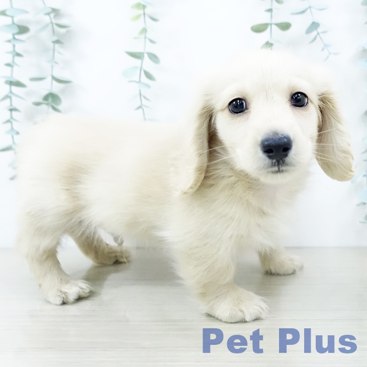 神奈川県のミニチュアダックスフンド(ロング) (ペットプラス 湘南平塚店/2025年10月11日生まれ/男の子/イエロー)の子犬の2枚目の画像