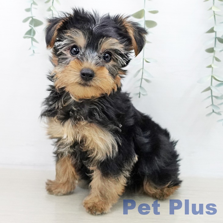 ヨークシャー・テリア