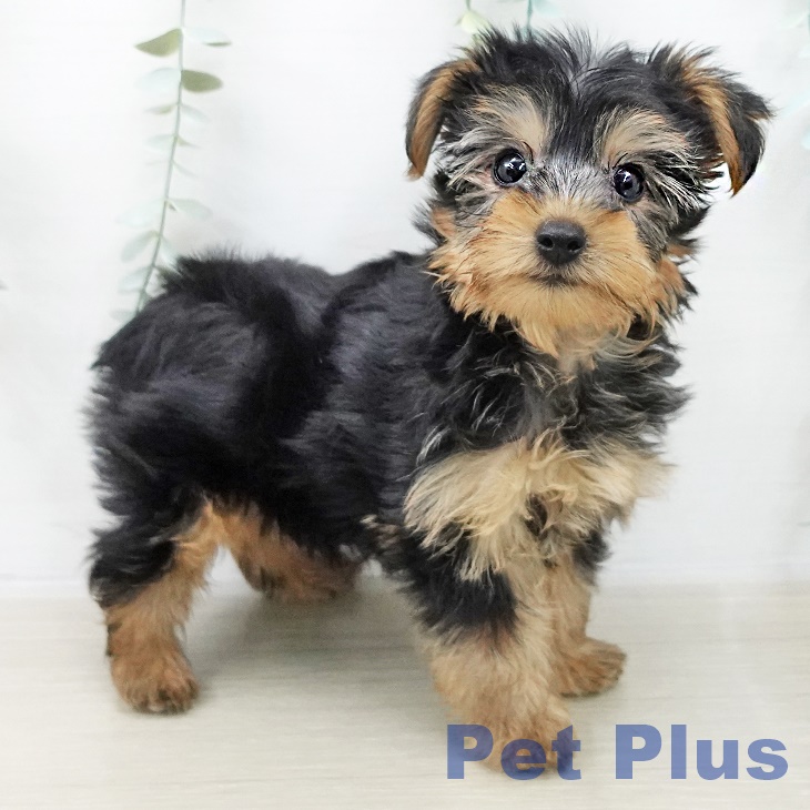 ヨークシャー・テリア