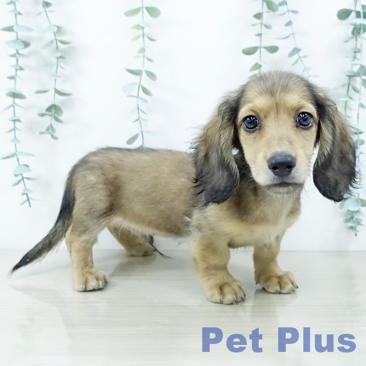 神奈川県のミニチュアダックスフンド(ロング) (ペッツワン 横須賀久里浜店/2025年10月6日生まれ/男の子/シェーデットイエロー)の子犬の1枚目の画像