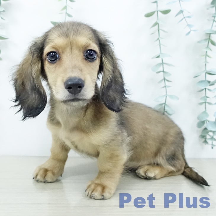 神奈川県のミニチュアダックスフンド(ロング) (ペッツワン 横須賀久里浜店/2025年10月6日生まれ/男の子/シェーデットイエロー)の子犬の2枚目の画像