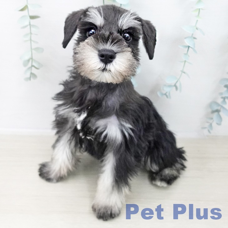 ミニチュア・シュナウザー