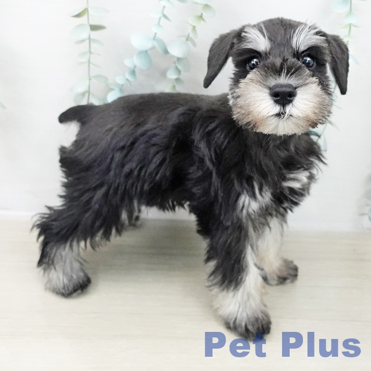 ミニチュア・シュナウザーの写真2