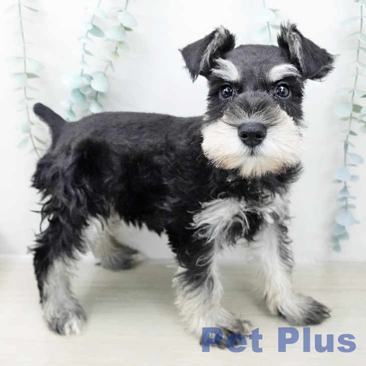 ミニチュア・シュナウザー