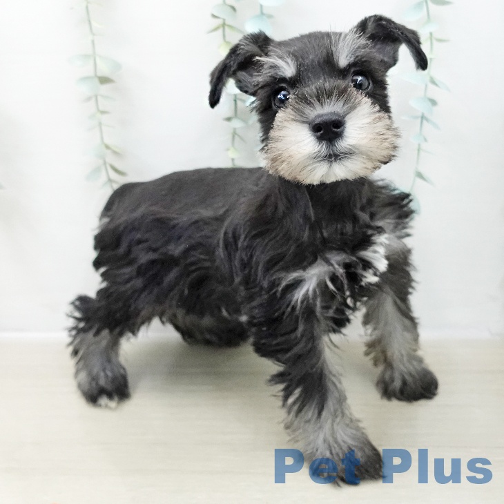 ミニチュア・シュナウザー