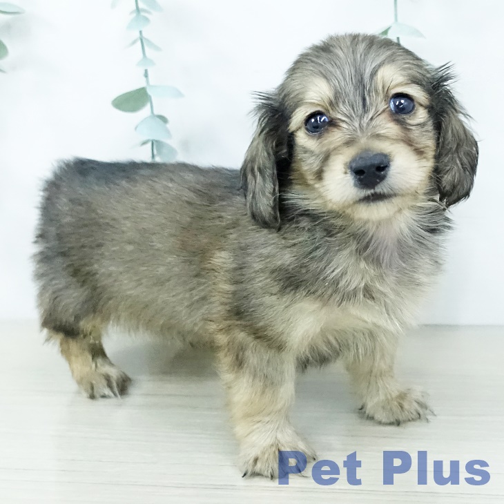 千葉県のミニチュアダックスフンド(ロング) (ペットプラス 木更津店/2025年10月10日生まれ/男の子/シェーデットイエロー)の子犬の1枚目の画像