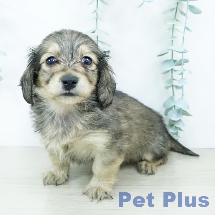 千葉県のミニチュアダックスフンド(ロング) (ペットプラス 木更津店/2025年10月10日生まれ/男の子/シェーデットイエロー)の子犬の2枚目の画像