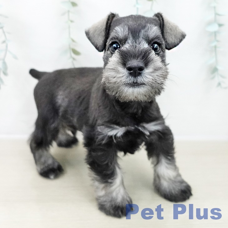 埼玉県のミニチュアシュナウザー (ペットプラス ららぽーと新三郷店/2025年10月9日生まれ/男の子/ソルトペッパー)の子犬の1枚目の画像