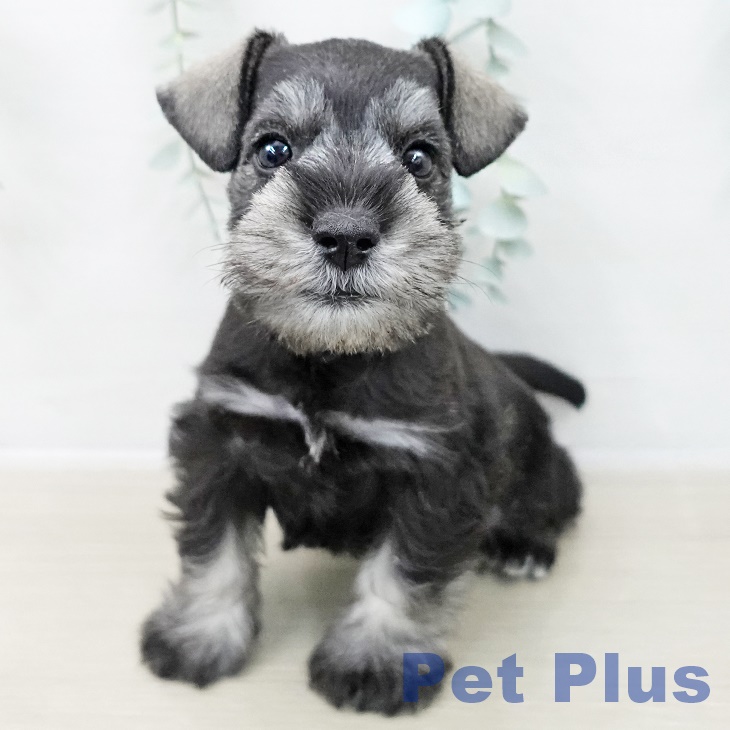 埼玉県のミニチュアシュナウザー (ペットプラス ららぽーと新三郷店/2025年10月9日生まれ/男の子/ソルトペッパー)の子犬の2枚目の画像