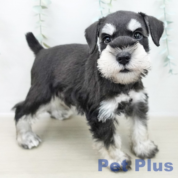 ミニチュア・シュナウザー