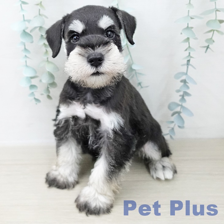 ミニチュア・シュナウザー