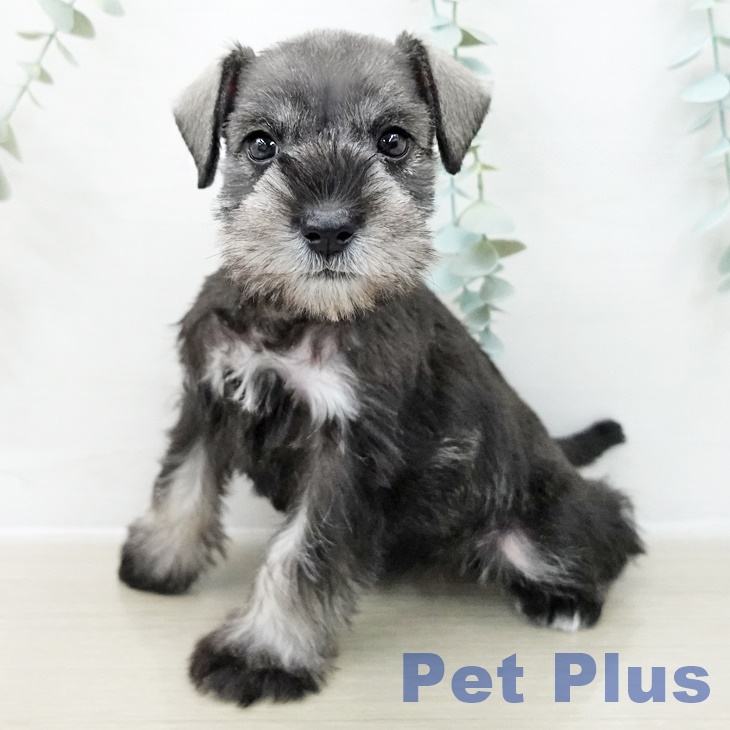 ミニチュア・シュナウザー