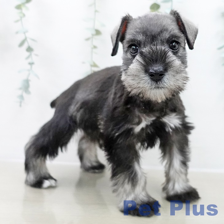 ミニチュア・シュナウザー